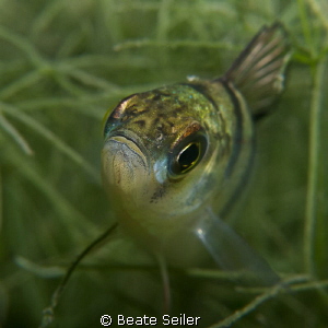 Perch close up by Beate Seiler 